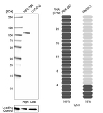 UNK Antibody in Western Blot (WB)