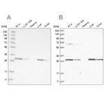 PROSC Antibody in Western Blot (WB)