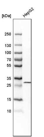 PROSC Antibody in Western Blot (WB)