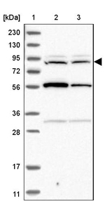 RNF19A Antibody in Western Blot (WB)