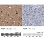 NCDN Antibody in Immunohistochemistry (IHC)