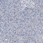 NCDN Antibody in Immunohistochemistry (IHC)