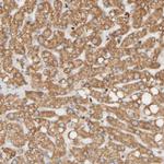 FMO1 Antibody in Immunohistochemistry (Paraffin) (IHC (P))