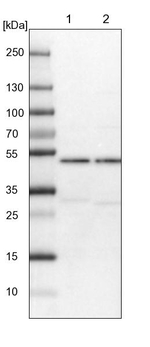 AARSD1 Antibody in Western Blot (WB)