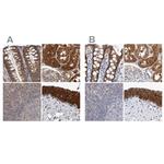 NAPRT1 Antibody in Immunohistochemistry (IHC)