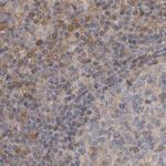 NAPRT1 Antibody in Immunohistochemistry (IHC)