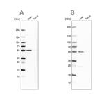 NAPRT1 Antibody in Western Blot (WB)