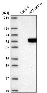 PPP1R16A Antibody in Western Blot (WB)