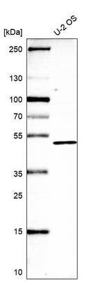 DSCC1 Antibody in Western Blot (WB)