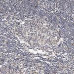 CHMP4C Antibody in Immunohistochemistry (Paraffin) (IHC (P))