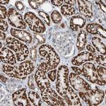ZNF48 Antibody in Immunohistochemistry (Paraffin) (IHC (P))