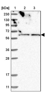 ZNF48 Antibody in Western Blot (WB)