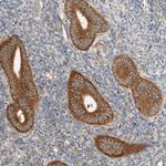 ARFGEF1 Antibody in Immunohistochemistry (Paraffin) (IHC (P))
