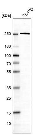 ARFGEF1 Antibody in Western Blot (WB)
