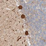 AFMID Antibody in Immunohistochemistry (Paraffin) (IHC (P))