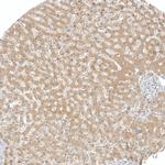 AFMID Antibody in Immunohistochemistry (Paraffin) (IHC (P))
