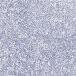 AFMID Antibody in Immunohistochemistry (Paraffin) (IHC (P))