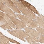 AFMID Antibody in Immunohistochemistry (Paraffin) (IHC (P))