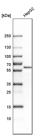 CDR2 Antibody in Western Blot (WB)