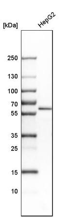 CDR2 Antibody in Western Blot (WB)