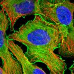 EPLIN Polyclonal Antibody