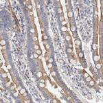 PSMG3 Polyclonal Antibody