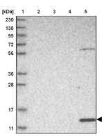 PSMG3 Antibody in Western Blot (WB)