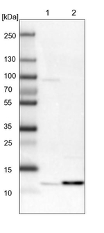 PSMG3 Antibody in Western Blot (WB)