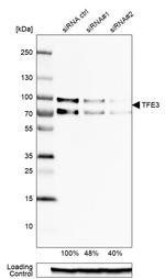 TFE3 Antibody