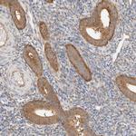 TBC1D8B Antibody in Immunohistochemistry (Paraffin) (IHC (P))