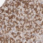 TMEM245 Antibody in Immunohistochemistry (Paraffin) (IHC (P))