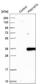 FAM167A Antibody in Western Blot (WB)