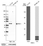 PRR11 Antibody in Western Blot (WB)