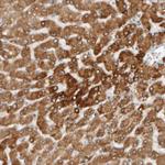 TRAM1 Antibody in Immunohistochemistry (Paraffin) (IHC (P))