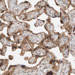 ZNF567 Antibody in Immunohistochemistry (Paraffin) (IHC (P))