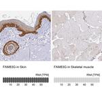 FAM83G Antibody