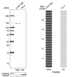 FAM83G Antibody in Western Blot (WB)