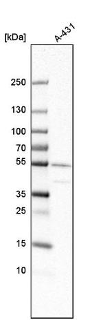 V-ATPase C1 Antibody in Western Blot (WB)