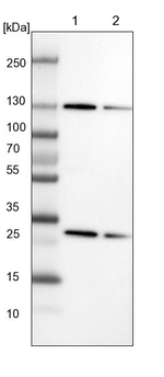 XPO5 Antibody in Western Blot (WB)