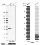DHRS4 Antibody in Western Blot (WB)
