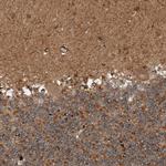 GIGYF1 Antibody in Immunohistochemistry (Paraffin) (IHC (P))