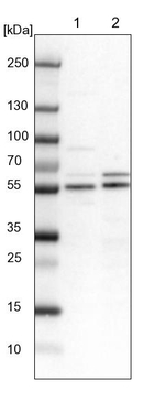 WIPF2 Antibody in Western Blot (WB)