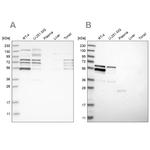 WIPF2 Antibody in Western Blot (WB)