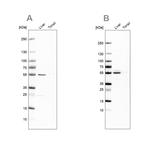 NAPRT1 Antibody in Western Blot (WB)