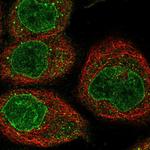 NIPA Polyclonal Antibody