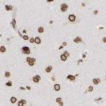 NIPA Antibody in Immunohistochemistry (IHC)