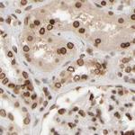 NIPA Antibody in Immunohistochemistry (IHC)