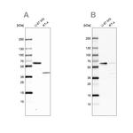 NIPA Antibody in Western Blot (WB)