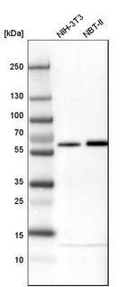 NIPA Antibody in Western Blot (WB)