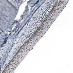 CAAP1 Antibody in Immunohistochemistry (Paraffin) (IHC (P))